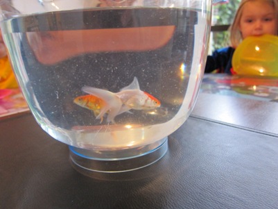 new goldfish